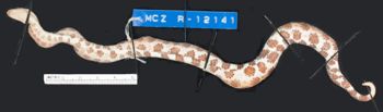 Media type: image;   Herpetology R-12141